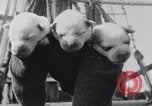 Image polar chienne canin Washington DC USA, 1931, de la seconde 31 séquences d'archives historiques vidéo 65675026602