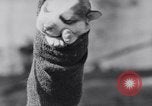 Image polar chienne canin Washington DC USA, 1931, de la seconde 35 séquences d'archives historiques vidéo 65675026602