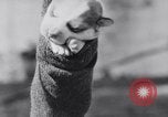 Image polar chienne canin Washington DC USA, 1931, de la seconde 36 séquences d'archives historiques vidéo 65675026602