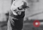 Image polar chienne canin Washington DC USA, 1931, de la seconde 37 séquences d'archives historiques vidéo 65675026602