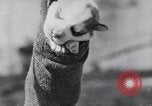 Image polar chienne canin Washington DC USA, 1931, de la seconde 38 séquences d'archives historiques vidéo 65675026602