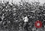 Image Farm boys United States USA, 1920, de la seconde 12 séquences d'archives historiques vidéo 65675026608