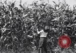 Image Farm boys United States USA, 1920, de la seconde 14 séquences d'archives historiques vidéo 65675026608