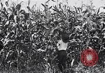 Image Farm boys United States USA, 1920, de la seconde 15 séquences d'archives historiques vidéo 65675026608