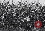 Image Farm boys United States USA, 1920, de la seconde 16 séquences d'archives historiques vidéo 65675026608