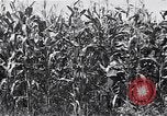 Image Farm boys United States USA, 1920, de la seconde 18 séquences d'archives historiques vidéo 65675026608