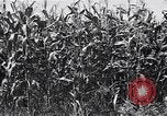 Image Farm boys United States USA, 1920, de la seconde 20 séquences d'archives historiques vidéo 65675026608