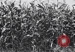 Image Farm boys United States USA, 1920, de la seconde 22 séquences d'archives historiques vidéo 65675026608