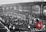 Image Les garçons de ferme Texas Stockyards Chicago visite United States USA, 1920, de la seconde 12 séquences d'archives historiques vidéo 65675026609
