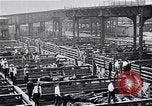 Image Les garçons de ferme Texas Stockyards Chicago visite United States USA, 1920, de la seconde 13 séquences d'archives historiques vidéo 65675026609