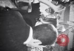 Immagine di Anni sessanta Whisky a Go Go night club scene West Hollywood California USA, 1965, secondo 47 filmato di repertorio 65675026619