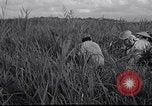 Image Peuple japonais Japon, 1952, de la seconde 43 séquences d'archives historiques vidéo 65675026677