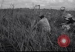 Image Peuple japonais Japon, 1952, de la seconde 44 séquences d'archives historiques vidéo 65675026677