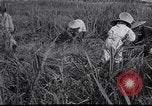 Image Peuple japonais Japon, 1952, de la seconde 46 séquences d'archives historiques vidéo 65675026677