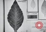 Immagine di Foglie di tabacco Norvegia, 1941, secondo 4 filmato di repertorio 65675026794