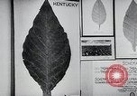 Immagine di Foglie di tabacco Norvegia, 1941, secondo 5 filmato di repertorio 65675026794