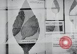 Immagine di Foglie di tabacco Norvegia, 1941, secondo 6 filmato di repertorio 65675026794
