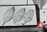 Immagine di Foglie di tabacco Norvegia, 1941, secondo 9 filmato di repertorio 65675026794