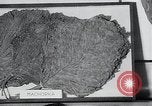 Immagine di Foglie di tabacco Norvegia, 1941, secondo 12 filmato di repertorio 65675026794
