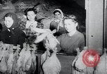 Immagine di Foglie di tabacco Norvegia, 1941, secondo 16 filmato di repertorio 65675026794
