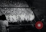 Immagine di Foglie di tabacco Norvegia, 1941, secondo 21 filmato di repertorio 65675026794
