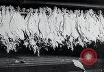 Immagine di Foglie di tabacco Norvegia, 1941, secondo 37 filmato di repertorio 65675026794