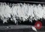 Immagine di Foglie di tabacco Norvegia, 1941, secondo 38 filmato di repertorio 65675026794