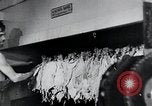 Immagine di Foglie di tabacco Norvegia, 1941, secondo 40 filmato di repertorio 65675026794