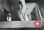 Immagine di Foglie di tabacco Norvegia, 1941, secondo 44 filmato di repertorio 65675026794