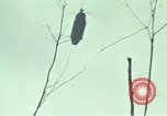 Image of Activities of soldiers during Operation Delaware A Shau Valley Vietnam, 1968, second 50 stock footage video 65675026859