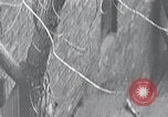 Image of cat rescued by a young man Brooklyn New York City USA, 1930, second 16 stock footage video 65675026886