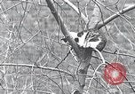Image of cat rescued by a young man Brooklyn New York City USA, 1930, second 23 stock footage video 65675026886