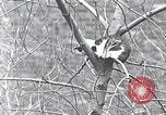 Image of cat rescued by a young man Brooklyn New York City USA, 1930, second 24 stock footage video 65675026886