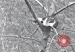 Image of cat rescued by a young man Brooklyn New York City USA, 1930, second 25 stock footage video 65675026886