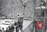 Image of cat rescued by a young man Brooklyn New York City USA, 1930, second 32 stock footage video 65675026886