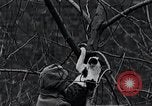 Image of cat rescued by a young man Brooklyn New York City USA, 1930, second 37 stock footage video 65675026886