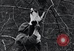 Image of cat rescued by a young man Brooklyn New York City USA, 1930, second 42 stock footage video 65675026886