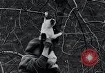 Image of cat rescued by a young man Brooklyn New York City USA, 1930, second 43 stock footage video 65675026886