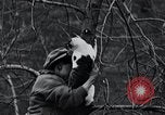 Image of cat rescued by a young man Brooklyn New York City USA, 1930, second 45 stock footage video 65675026886