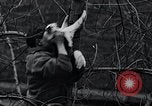 Image of cat rescued by a young man Brooklyn New York City USA, 1930, second 52 stock footage video 65675026886