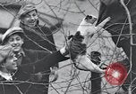 Image of cat rescued by a young man Brooklyn New York City USA, 1930, second 62 stock footage video 65675026886