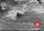 Immagine di Olio di ippoglosso per animali Regno Unito, 1954, secondo 13 filmato di repertorio 65675026998