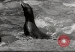 Immagine di Olio di ippoglosso per animali Regno Unito, 1954, secondo 14 filmato di repertorio 65675026998