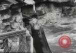 Immagine di Olio di ippoglosso per animali Regno Unito, 1954, secondo 15 filmato di repertorio 65675026998