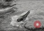 Immagine di Olio di ippoglosso per animali Regno Unito, 1954, secondo 21 filmato di repertorio 65675026998