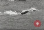 Immagine di Olio di ippoglosso per animali Regno Unito, 1954, secondo 25 filmato di repertorio 65675026998
