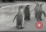 Immagine di Olio di ippoglosso per animali Regno Unito, 1954, secondo 30 filmato di repertorio 65675026998