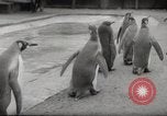 Immagine di Olio di ippoglosso per animali Regno Unito, 1954, secondo 31 filmato di repertorio 65675026998