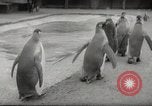 Immagine di Olio di ippoglosso per animali Regno Unito, 1954, secondo 32 filmato di repertorio 65675026998