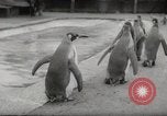 Immagine di Olio di ippoglosso per animali Regno Unito, 1954, secondo 33 filmato di repertorio 65675026998